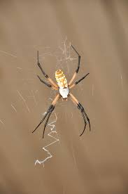 Big Black And White Spider Texas Spider In Old House Near Nixon Texas Con Trung Nhện