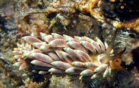 Image result for Tricalysia bagshawei