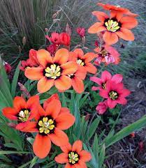 A truly bright garden idea: Img 1905 Bulbous Plants Perrenial Flowers Sun Loving Plants