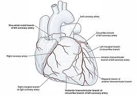 The main coronary arteries are: Arterial Supply Of The Heart Right And Left Coronary Artery Earth S Lab