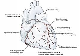 Termination of lad number percentage. Arterial Supply Of The Heart Right And Left Coronary Artery Earth S Lab