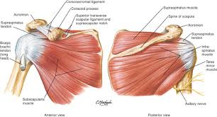 The shoulder joint (glenohumeral joint) is a ball and socket joint between the scapula and the humerus. Exam Series Guide To The Shoulder Exam Canadiem