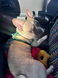 Lost blind grey Bouvier in Silver Spring MD