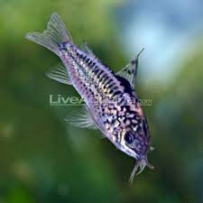 Minimum Tank Size 30 Gallons Care Level Easy Temperament Peaceful Water Conditions 72 79 F Kh 2 12 Ph 5 8 Fresh Water Fish Tank Fish Betta Fish Tank