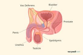 Is Penis Size Genetic? Factors Influencing Penis Size