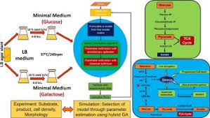 Identification Of Unstructured Model For Subtilin Production