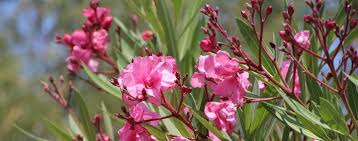 Wir erklären ihnen die grundprinzipien und geben ihnen eine anleitung mit bild. Oleander Im Garten Standort Pflege Schnitt Baumpflegeportal