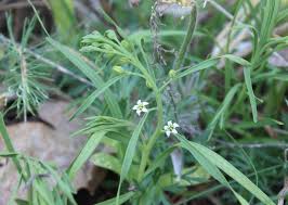 Image result for Thesium megalocarpum