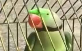 Alexandrine Parrot Or Psittacula Eupatria