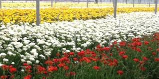 You'll be given a guided tour of the cutting patch, you'll learn about what's in bloom and then you'll be left to fill. S P Dominello Flower Growers Harvest Trails And Markets