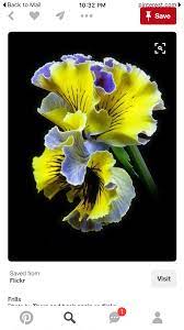 Pin On Pansies