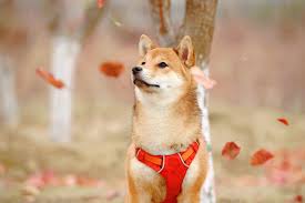 When will dogecoin reach $100? What Will It Take For Dogecoin To Hit 1 Jeff Bezos Backing And Less Than 24 Hours Says Youtuber Amazon Amzn Benzinga