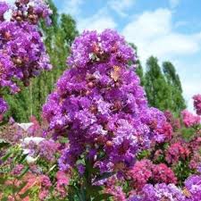 Image result for Craterostigma purpureum