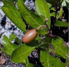 Image result for Ficalhoa laurifolia