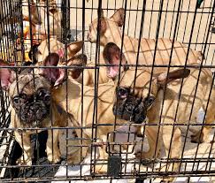 The below dogs are available for adoption. Texarkana French Bulldog Rescue Frenchie Puppies Rescued From Texas