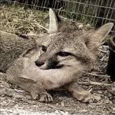 Image result for tbn:yc4z3PlYpS2nZM::bilouzerpg.ifrance.com/proto_tyrant5.jpg