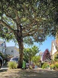 We hired marble tree service to do the job and sure glad we did. Arborist And Other Referrals Friends Of The Urban Forest