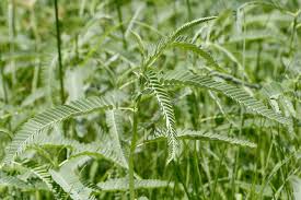 Image result for Aeschynomene indica