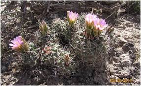 Looking for the best indoor cacti for your room or home? Annotated Bibliography For The Colorado Hookless Cactus Sclerocactus Glaucus