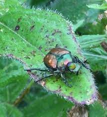 An All Natural Japanese Beetle Spray Recipe Included Japanese Beetles Japanese Beetles Repellant Insect Spray