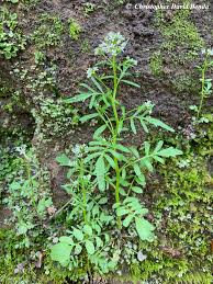Image result for Cardamine