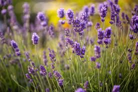 First thing to remember is that lavender requires full sun you can increase your plants by taking softwood cuttings and rooting them either in the garden or in helpful to a long line of gardeners, now in its 2nd editions. How To Grow English Lavender