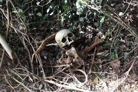 Image result for Tengkorak