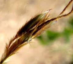 Image result for Andropogon fastigiatus