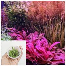 Image result for Eriocaulon africanum