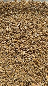 Image result for Urochloa dictyoneura