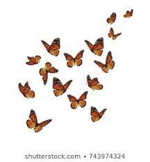 Butterfly Images Stock Photos Vectors Shutterstock In 2020 Butterfly Background Butterfly Painting Butterflies Flying
