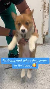 🥰 #vetechlife #veterinarymedicine #animalsoftiktok