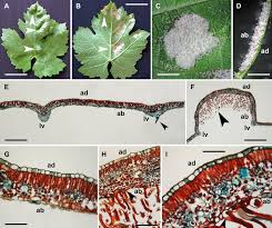 Image result for Colomerus vitis