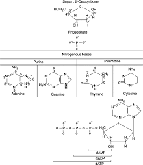 • base is a heterocyclic ring containing nitrogen. Nitrogenous Base An Overview Sciencedirect Topics