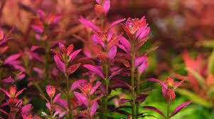 Image result for Rotala filiformis