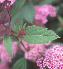 Image result for Spiraea japonica ´Little Princess