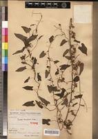 Image result for Ipomoea tenuirostris