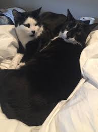 Black And White Tuxedo Cats Pin By Michaela Mitchell On Cats Kitty Cats Animals