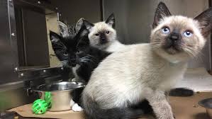 We call these months kitten season. the kittens surrendered to ahs are often too young for adoption. Half Price Cat And Kitten Adoption And The Oregon Humane Society This Weekend Katu