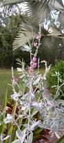 Image result for Tephrosia dasyphylla