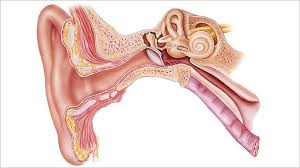Image result for Bacterial Labyrinthitis