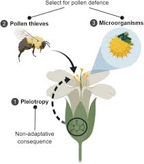 And not only bees and flowers, everyone benefits from their relationship. Defence Compounds In Pollen Why Do They Occur And How Do They Affect The Ecology And Evolution Of Bees Rivest 2020 New Phytologist Wiley Online Library