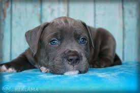 See more of american staffordshire terrier puppies on facebook. Blue Puppy Amstaff Mm Lv
