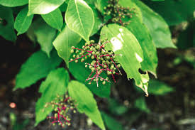 Poison oak is not an oak at all, though its leaves resemble the white oak. Pictures Of Poison Sumac For Identification