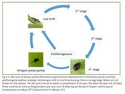 There is no direct damage caused by this pest but it acts as a vector for the notorious virus disease bunchy top disease of banana. Chapter Ii Key Pests And Pathogens Of Banana Bbtv