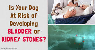 A Life Threatening Urinary Condition For Predisposed Pets