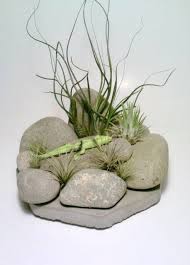 Check spelling or type a new query. Airplant Airplantholder Air Plant Display Air Plant Holder Air Plants