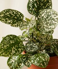 Image result for Hypoestes