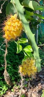 Note that even dragonfruit plants that carry out self pollination fail to create a dragonfruit cactus if they don't get the assistance of the bats. Yellow Dragon Fruit See The Spikes Fruit Yellow Dragon Fruit Dragon Fruit Yellow Dragon