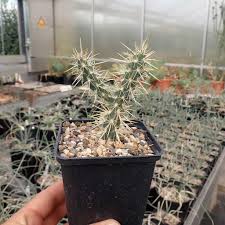 How to care for moon cactus: Cylindropuntia Echinocarpa Mug 167 Riverside San Bernardino Ca 1600 M Dw Uhlig Kakteen More Than 5 000 Different Species